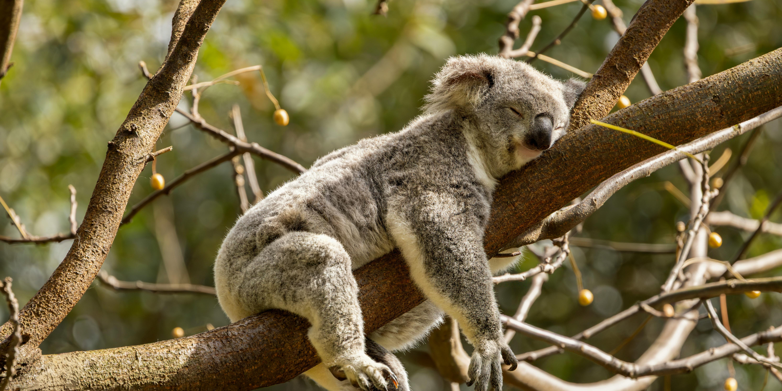 Sleep After 40: Restoring Energy and Wellness
